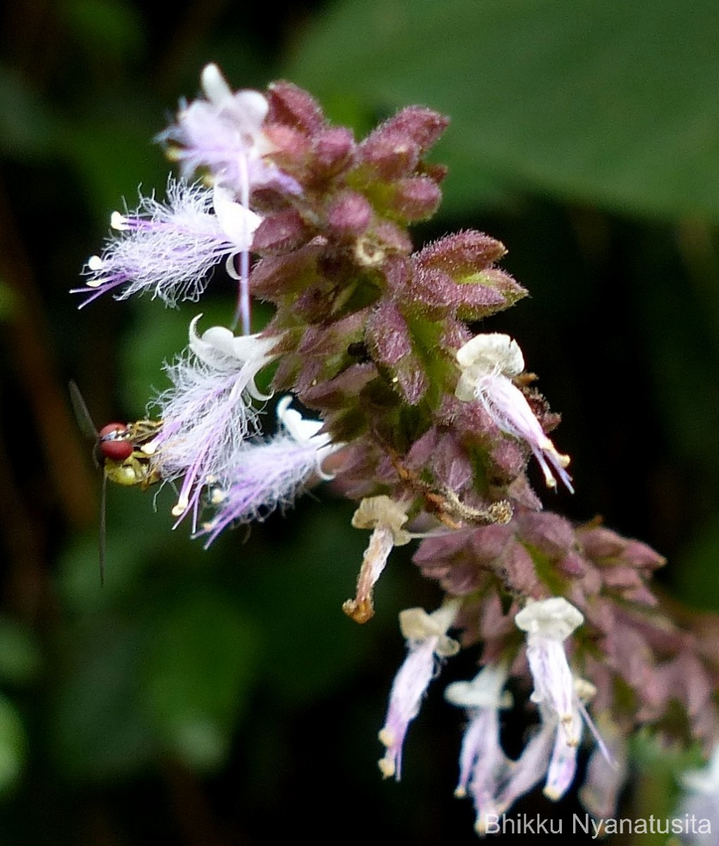 Pogostemon heyneanus Benth.